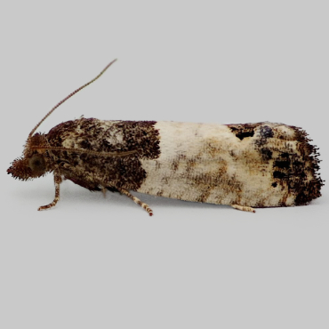 Picture of Bud Moth - Spilonota ocellana
