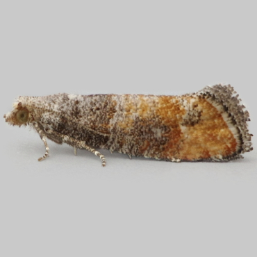 Picture of Pine Leaf-mining Moth - Clavigesta purdeyi
