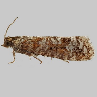 Picture of Spotted Shoot Moth - Rhyacionia pinivorana*