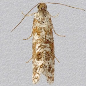 Image of Spotted Shoot Moth - Rhyacionia pinivorana*