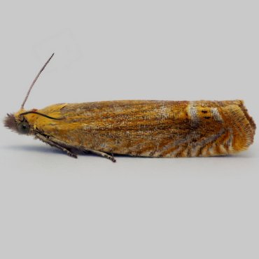 Picture of Red Piercer - Lathronympha strigana*