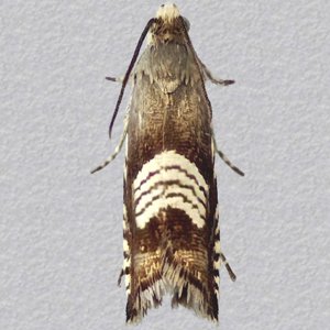 Image of Triple-stripe Piercer - Grapholita compositella*