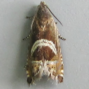 Image of Vetch Piercer - Grapholita jungiella