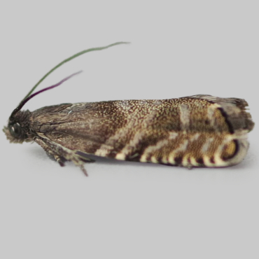 Picture of Spruce Seed Moth - Cydia strobilella*