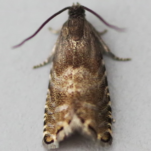 Image of Spruce Seed Moth - Cydia strobilella*