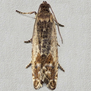 Image of Common Gorse Moth - Cydia ulicetana*