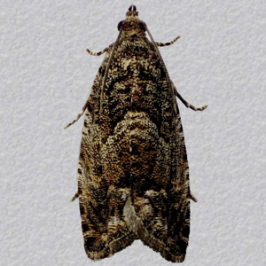 Image of Large Beech Piercer - Cydia fagiglandana*