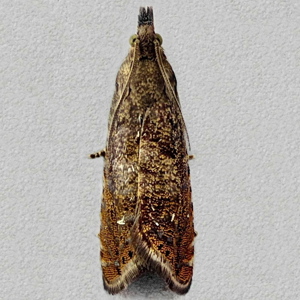 Image of Silver-lined Drill - Dichrorampha plumbagana*