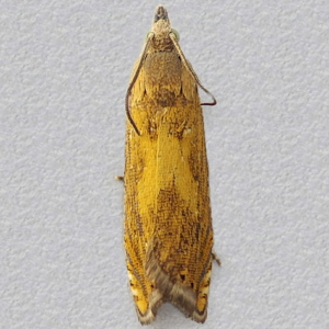 Image of Gold-fringed Drill - Dichrorampha vancouverana
