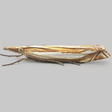 Picture of Inlaid Grass-veneer - Crambus pascuella*
