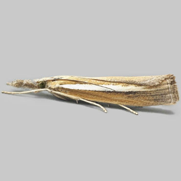 Picture of Pale-streak Grass-veneer - Agriphila selasella*