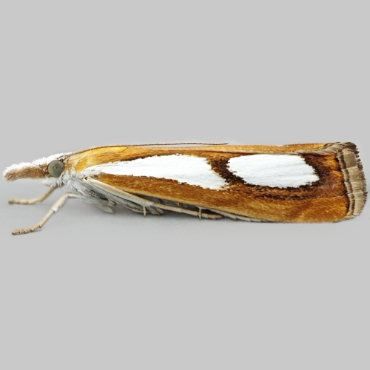Picture of Pearl-band Grass-veneer - Catoptria pinella*