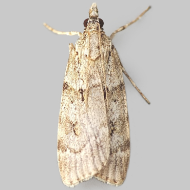 Picture of Large Grey - Scoparia subfusca*