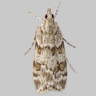 Picture of Base-lined Grey - Scoparia basistrigalis*