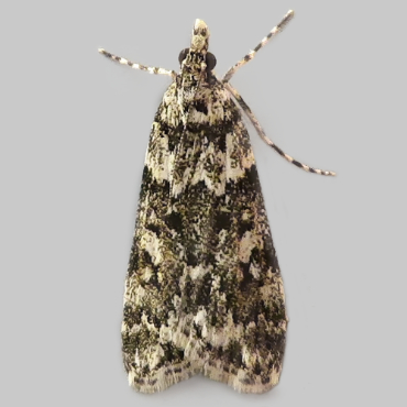 Picture of White-line Grey - Eudonia lineola