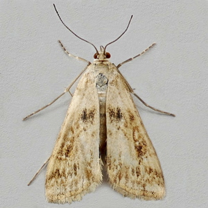 Image of Small China-mark - Cataclysta lemnata (Female)*