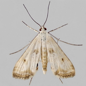 Image of Small China-mark - Cataclysta lemnata (Male)*