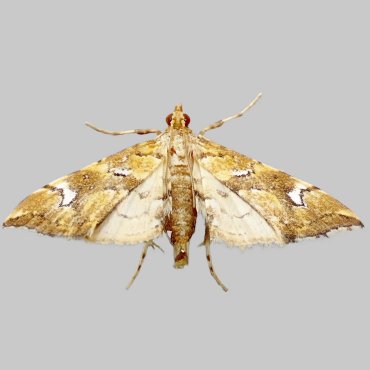 Picture of Golden-brown Fern Moth - Musotima nitidalis*