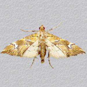 Image of Golden-brown Fern Moth - Musotima nitidalis*