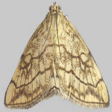 Picture of Chequered Pearl - Evergestis pallidata*