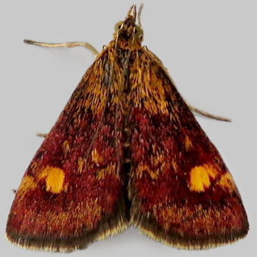 Picture of Small Purple And Gold - Pyrausta aurata*