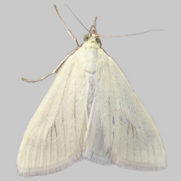 Picture of Sulphur Pearl - Sitochroa palealis*