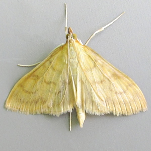 Image of Translucent Pearl - Paratalanta hyalinalis