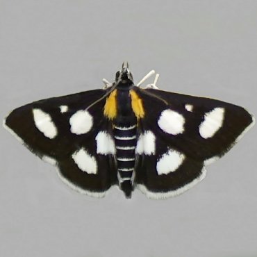 Picture of White-spotted Sable - Anania funebris