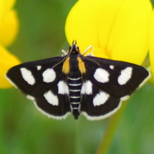 Image of White-spotted Sable - Anania funebris
