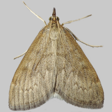 Picture of Cinerous Pearl - Anania fuscalis