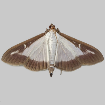Picture of Box Tree Moth - Cydalima perspectalis*