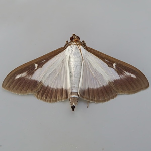 Image of Box Tree Moth - Cydalima perspectalis*