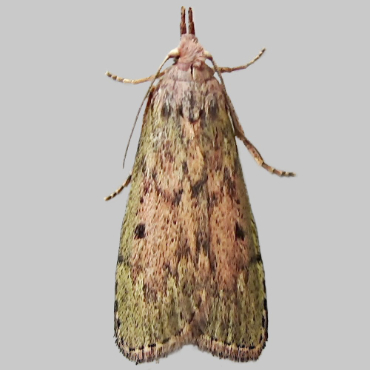 Picture of Bee Moth - Aphomia sociella (Female)*
