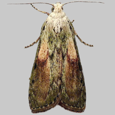 Picture of Bee Moth - Aphomia sociella (Male)*