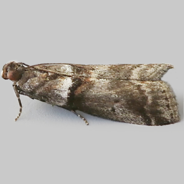 Picture of Broad-barred Knot-horn - Acrobasis consociella*