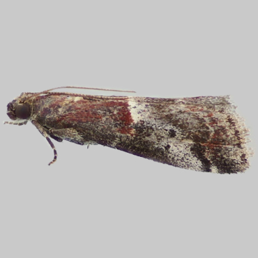 Picture of Marbled Knot-horn - Acrobasis marmorea*