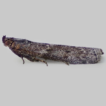 Picture of Brown Knot-horn - Pyla fusca*
