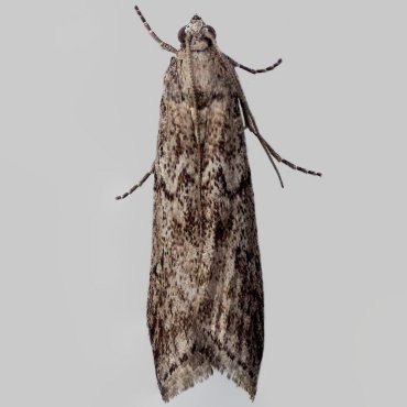Picture of Mediterranean Flour Moth - Ephestia kuehniella