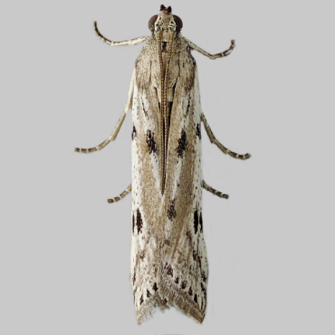 Picture of Ermine Knot-horn - Phycitodes binaevella*