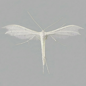 Image of White Plume Moth - Pterophorus pentadactyla