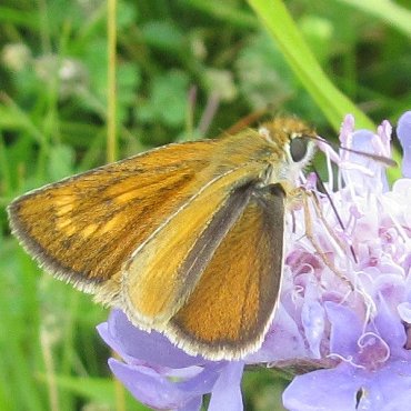Picture of Lulworth Skipper - Thymelicus acteon
