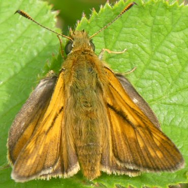 Picture of Large Skipper - Ochlodes faunus