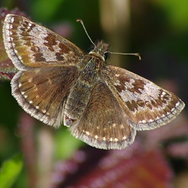 Picture of Dingy Skipper - Erynnis tages