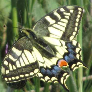 Picture of Swallowtail - Papilio machaon britannicus
