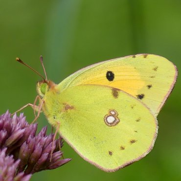Picture of Clouded Yellow - Colias croceus