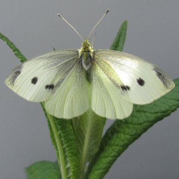 Picture of Small White - Pieris rapae