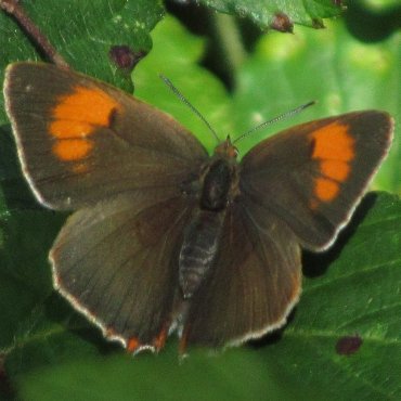 Picture of Brown Hairstreak - Thecla betulae (Female)