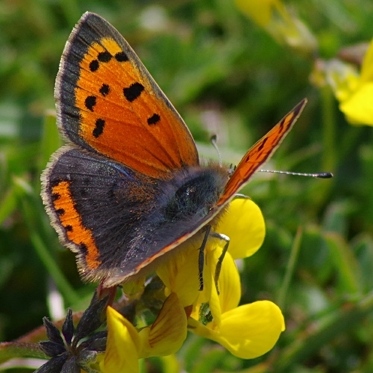 Small Copper - Lycaena Phlaeas - Butterfly: 1561 - 61.001