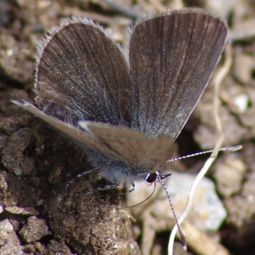 Picture of Small Blue - Cupido minimus