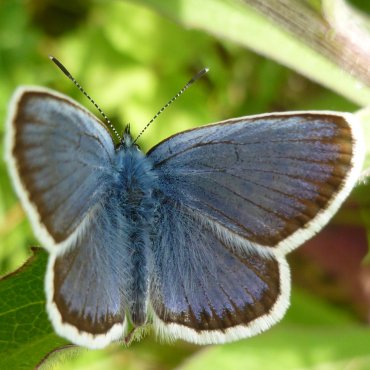 Picture of Silver-studded Blue - Plebejus argus